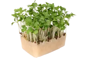 Brocco Cress